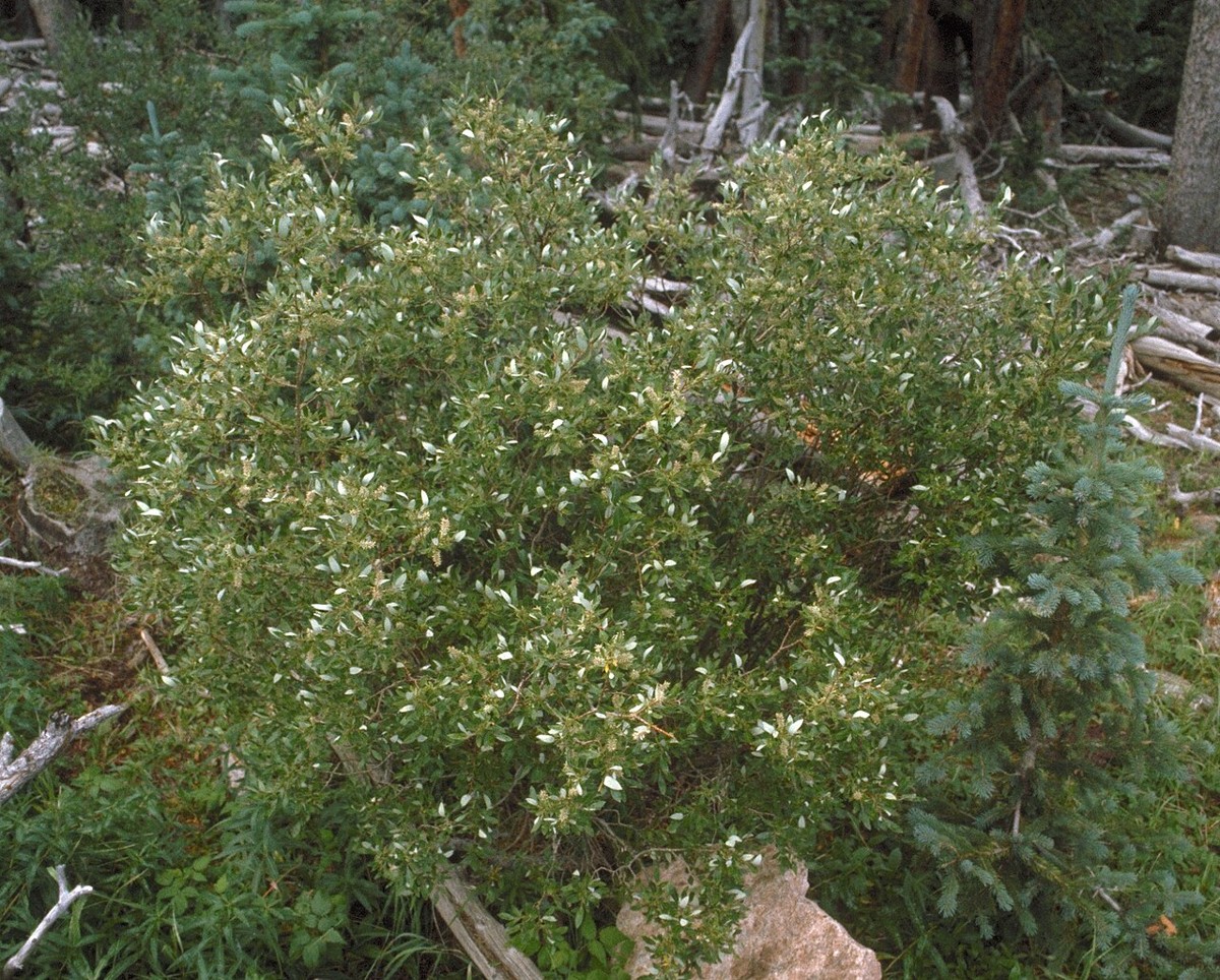 A rounded shrub form of Scouler's willow (Salix scouleriana) covered in silvery catkins in a mountain forest clearing