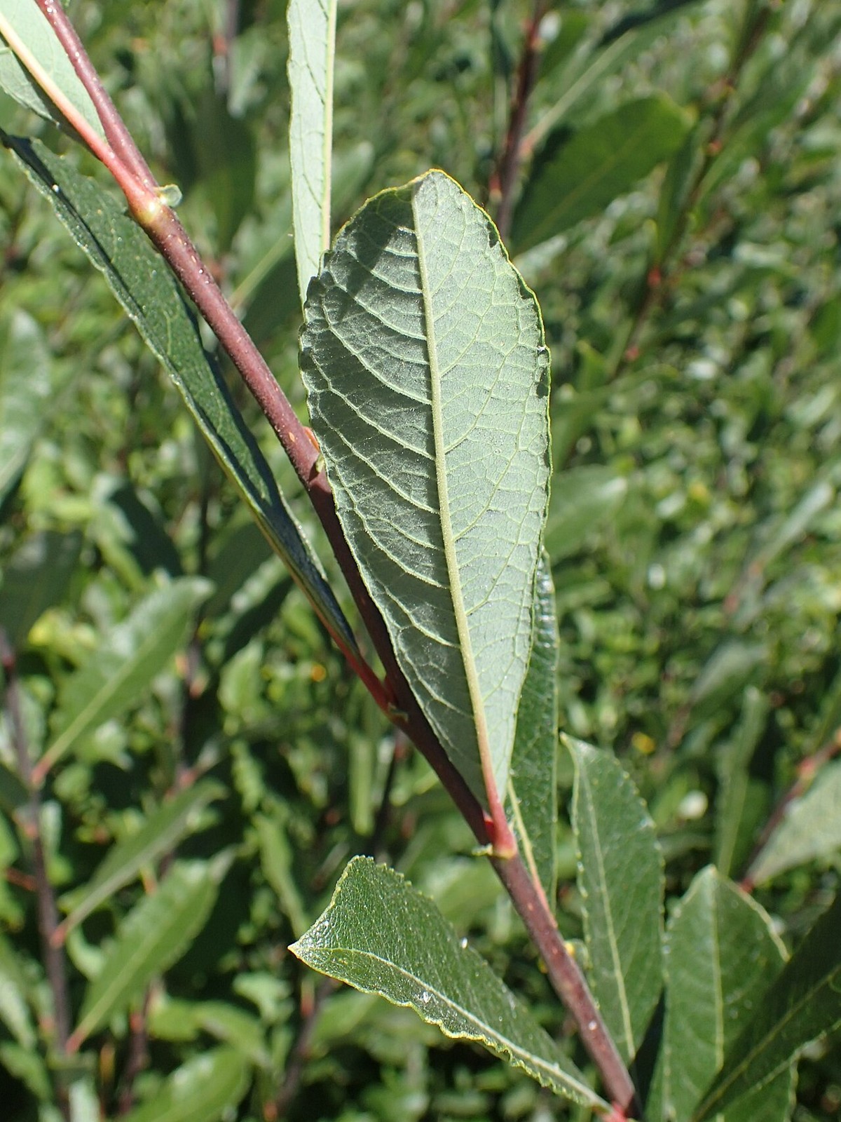 Close-up of Scouler's willow (Salix scouleriana) leaves showing the rounded tips, reddish stems, and net-veined undersides