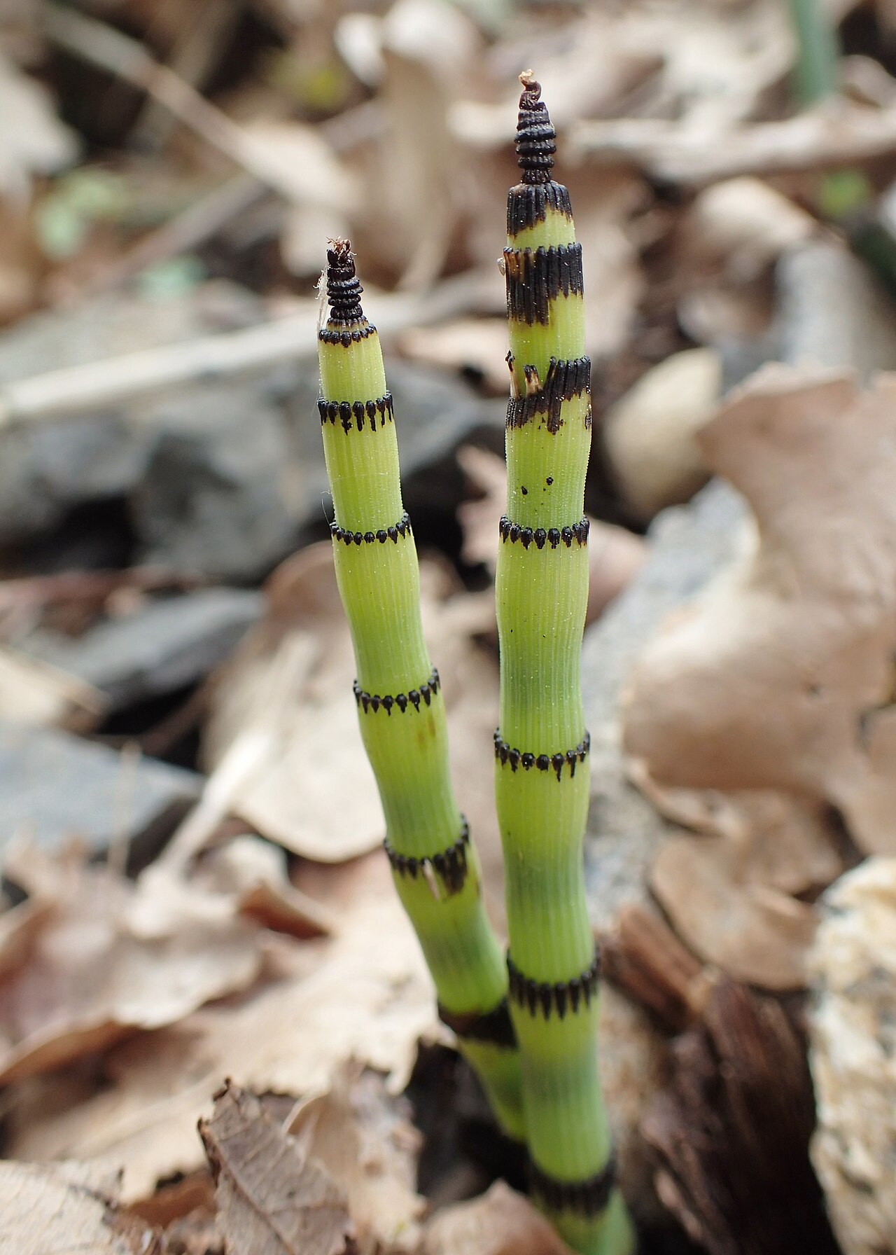 Close-up of young scouring rush stems showing the jointed segments and black-banded sheaths at each node