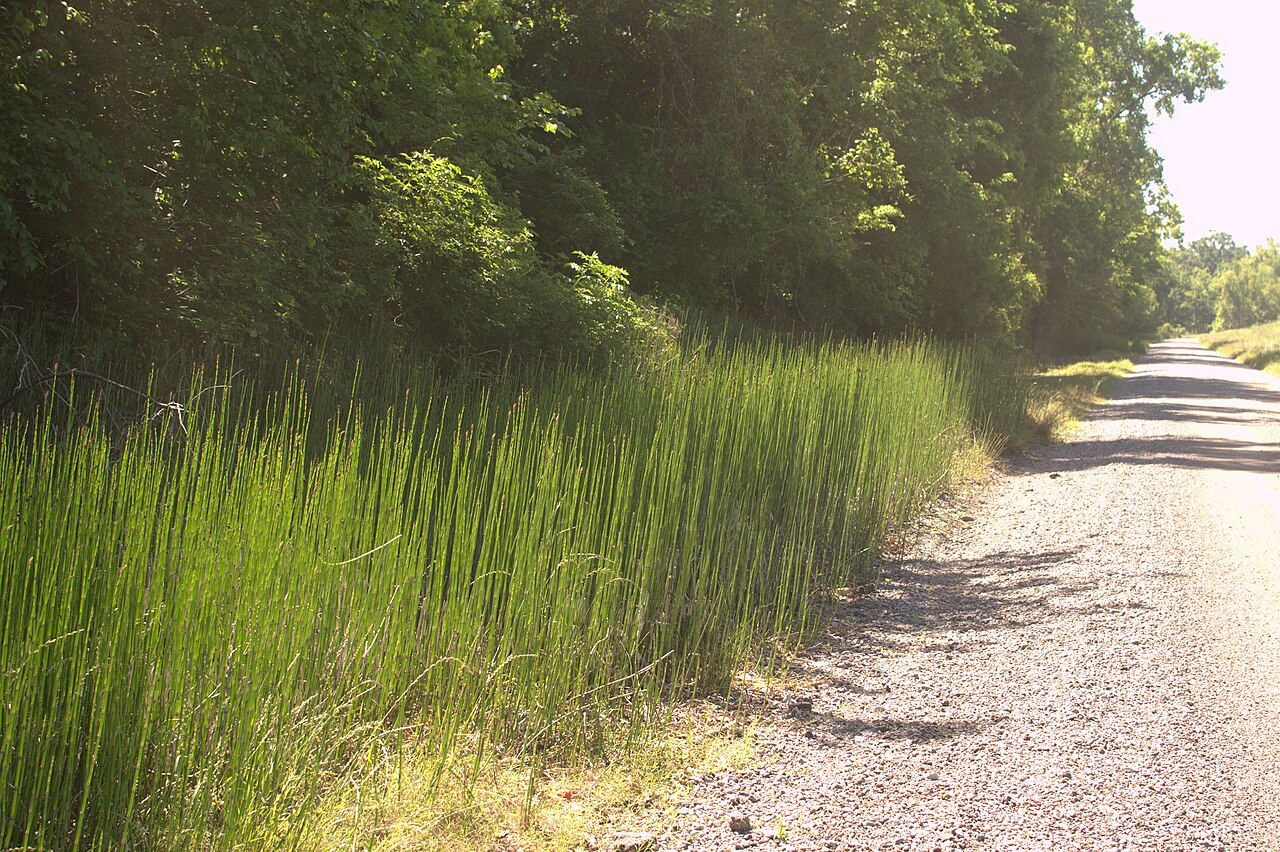 Dense colony of scouring rush (Equisetum hyemale) with evergreen jointed stems growing along a roadside in the Atchafalaya Basin, Louisiana