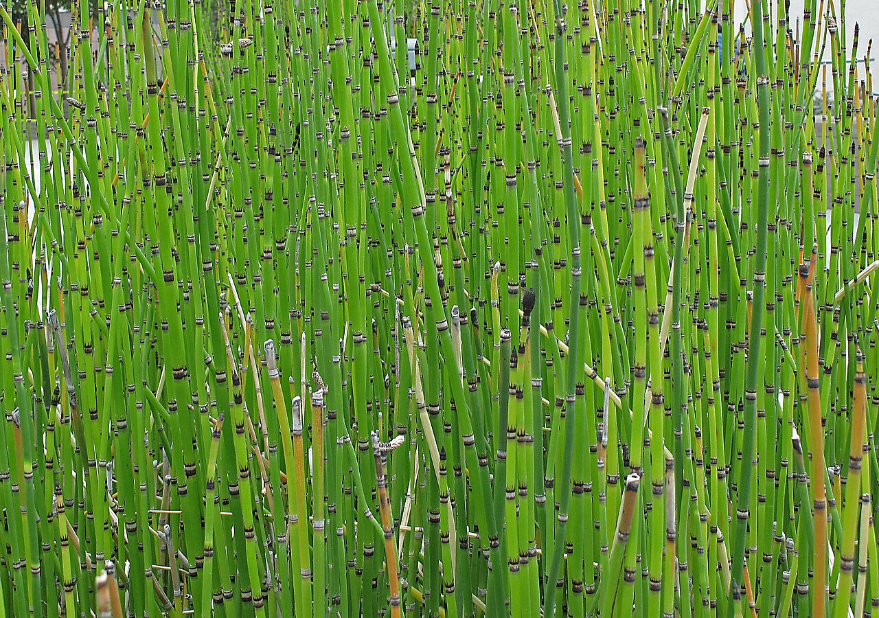 Dense stand of scouring rush stems growing together, showing the colony-forming habit of the species