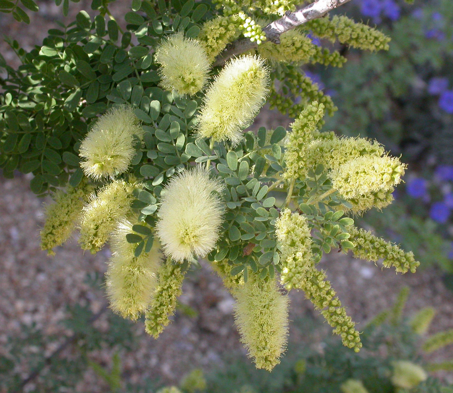 Screwbean Mesquite (Prosopis pubescens) - PlantNative.org Pale yellow, cylindrical flower spikes of Screwbean Mesquite (Prosopis pubescens) among fine, feathery foliage