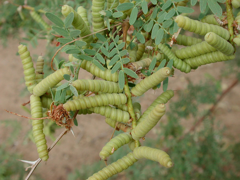 Screwbean Mesquite (Prosopis pubescens) - PlantNative.org Close-up of tightly coiled, screw-shaped seed pods of Screwbean Mesquite (Prosopis pubescens) next to a tape measure for scale