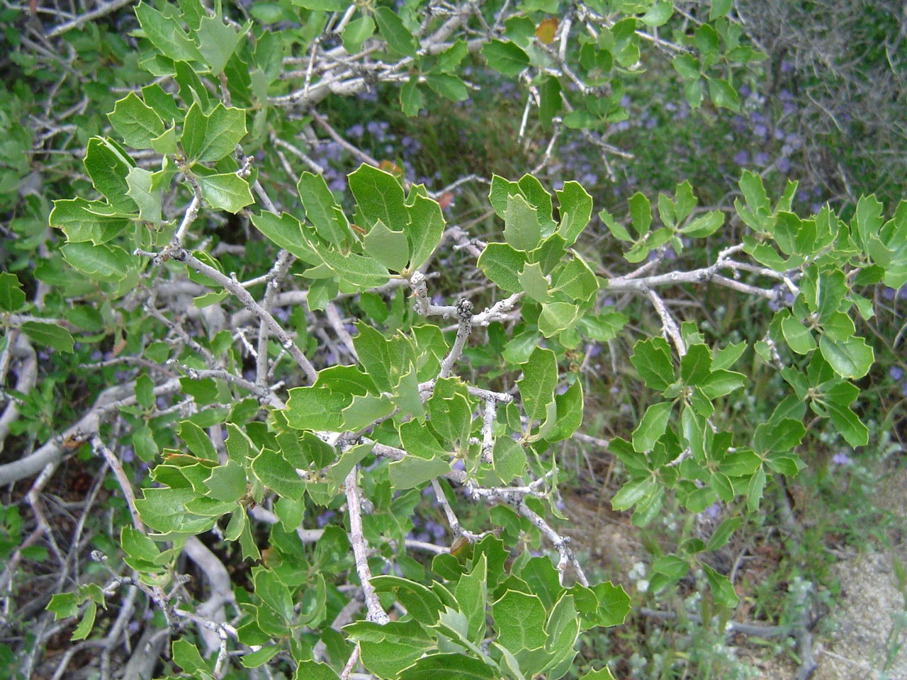 Scrub Oak (Quercus berberidifolia) - PlantNative.org Close-up of Scrub oak (Quercus berberidifolia) small spiny holly-like leaves, photographed in Riverside County, California