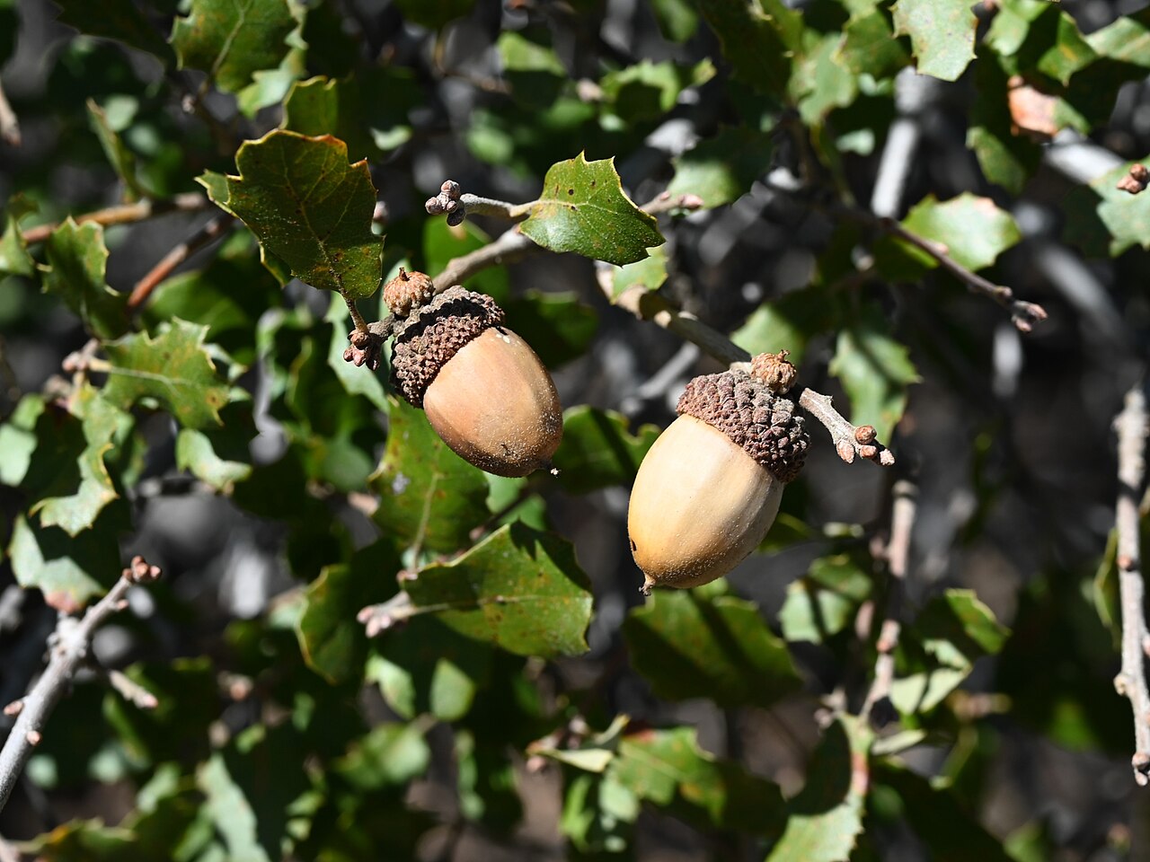 Scrub Oak (Quercus berberidifolia) - PlantNative.org Scrub oak (Quercus berberidifolia) dense evergreen shrub growing in California chaparral