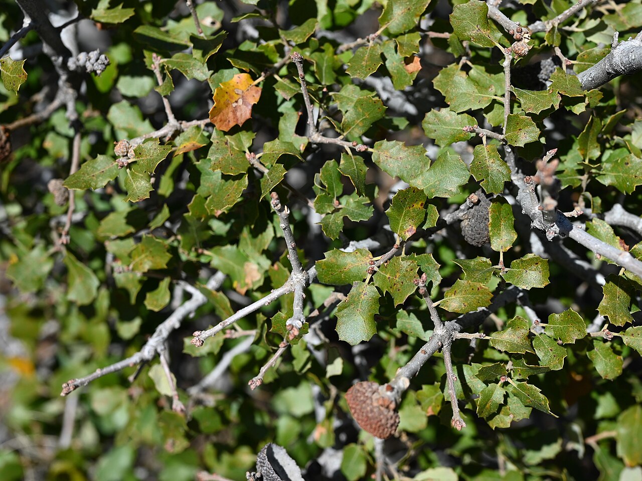 Scrub Oak (Quercus berberidifolia) - PlantNative.org Dense thicket of Scrub oak (Quercus berberidifolia) covering a California hillside