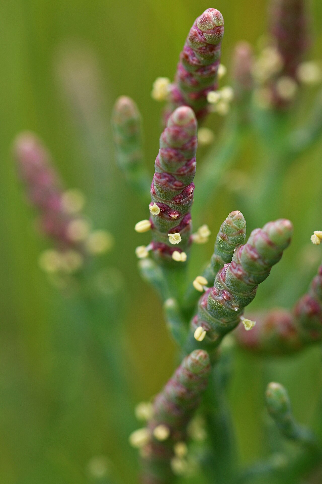 Sea Asparagus (Sarcocornia pacifica) - PlantNative.org Close-up of Sea Asparagus (Sarcocornia pacifica) jointed flowering spikes with tiny pale yellow anthers emerging from the stem joints