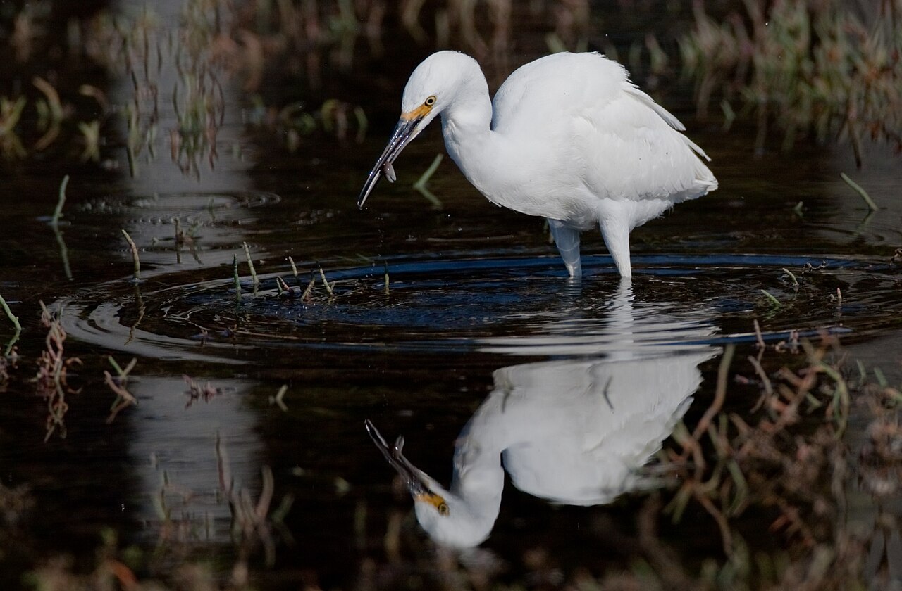 Sea Asparagus (Sarcocornia pacifica) - PlantNative.org Snowy Egret foraging in a Sea Asparagus (Sarcocornia pacifica) salt marsh at Morro Bay, California