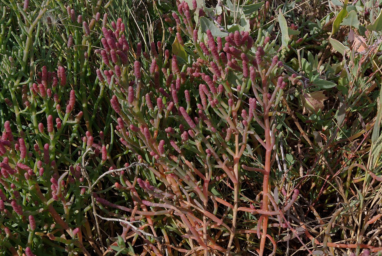Sea Asparagus (Sarcocornia pacifica) - PlantNative.org Sea Asparagus (Sarcocornia pacifica) clump of jointed succulent stems turning reddish in a Pacific coast salt marsh