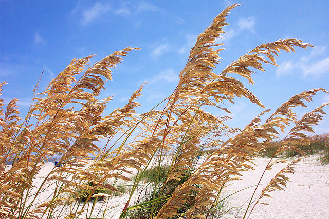 Sea Oats (Uniola paniculata) - PlantNative.org Tall sea oats (Uniola paniculata) with golden seed plumes growing on a sunny beach dune