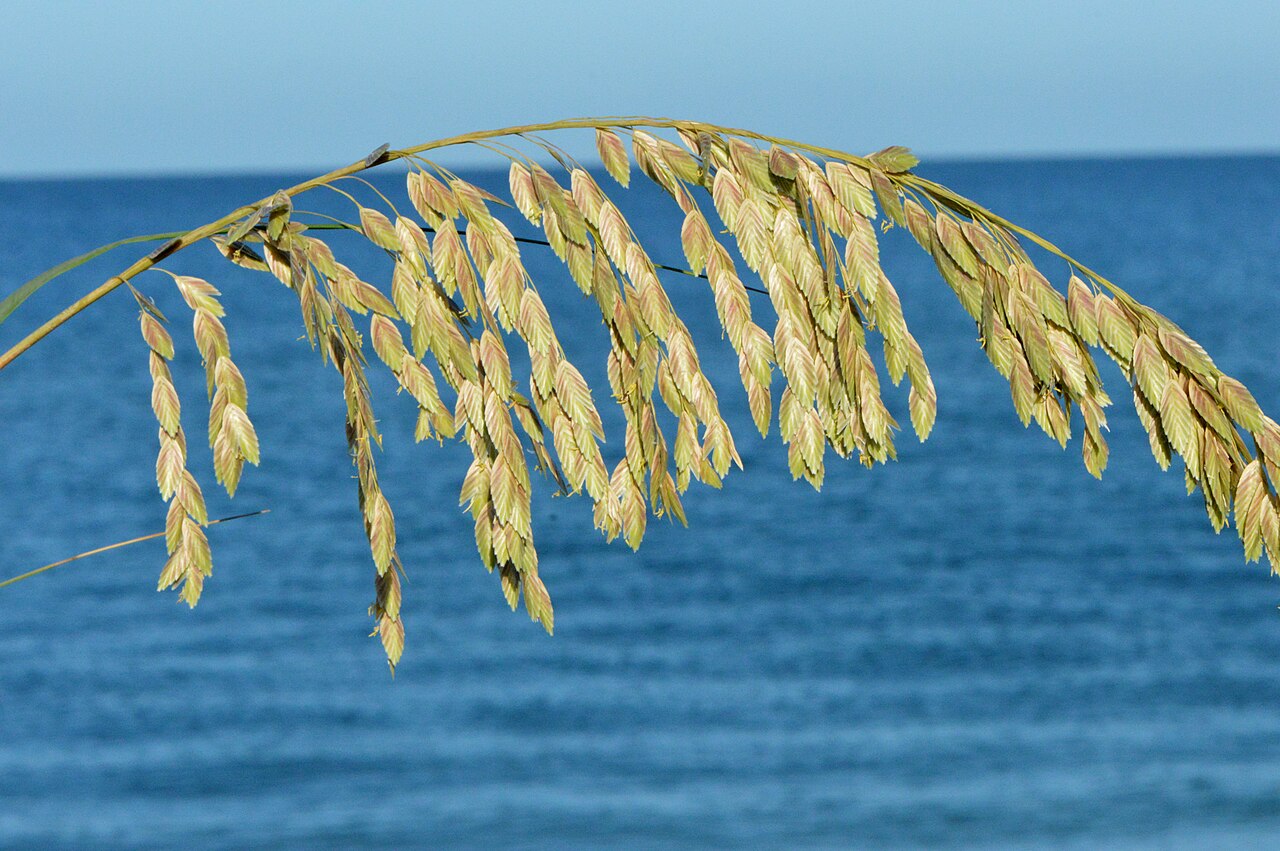 Sea Oats (Uniola paniculata) - PlantNative.org Arching sea oats (Uniola paniculata) seed plume silhouetted against the ocean