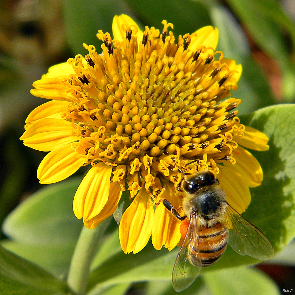Sea Oxeye Daisy (Borrichia frutescens) - PlantNative.org Honey bee foraging on a Sea Oxeye Daisy (Borrichia frutescens) flowerhead