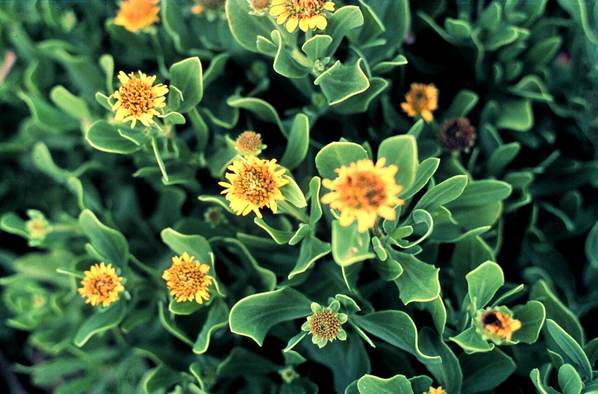 Sea Oxeye Daisy (Borrichia frutescens) - PlantNative.org Sea Oxeye Daisy (Borrichia frutescens) clump with silvery-green succulent leaves and many yellow flowerheads
