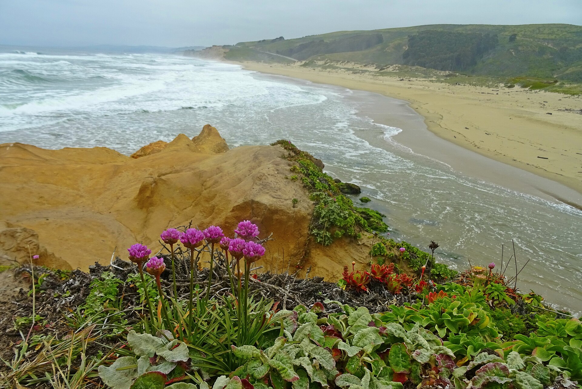 Sea Thrift (Armeria maritima)