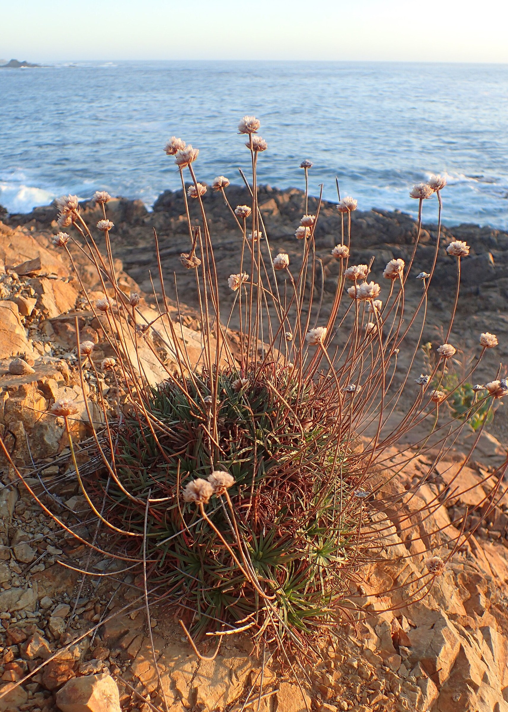 Sea Thrift (Armeria maritima) - PlantNative.org Sea thrift (Armeria maritima ssp. californica) growing on a coastal rock outcrop near Mendocino, California, with spent flower heads on tall stalks above the foliage
