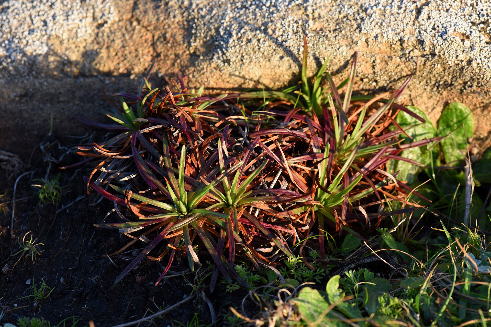 Sea Thrift (Armeria maritima) - PlantNative.org Close-up of sea thrift (Armeria maritima ssp. californica) foliage, showing tufted grass-like leaves flushed reddish-bronze, growing against a lichen-covered rock