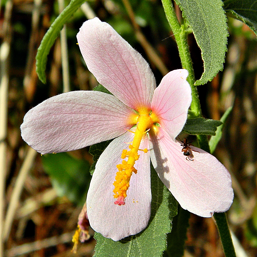 Seashore Mallow (Kosteletzkya pentacarpos) - PlantNative.org Close-up of a single pink seashore mallow flower with yellow staminal column and a small ant on the petal