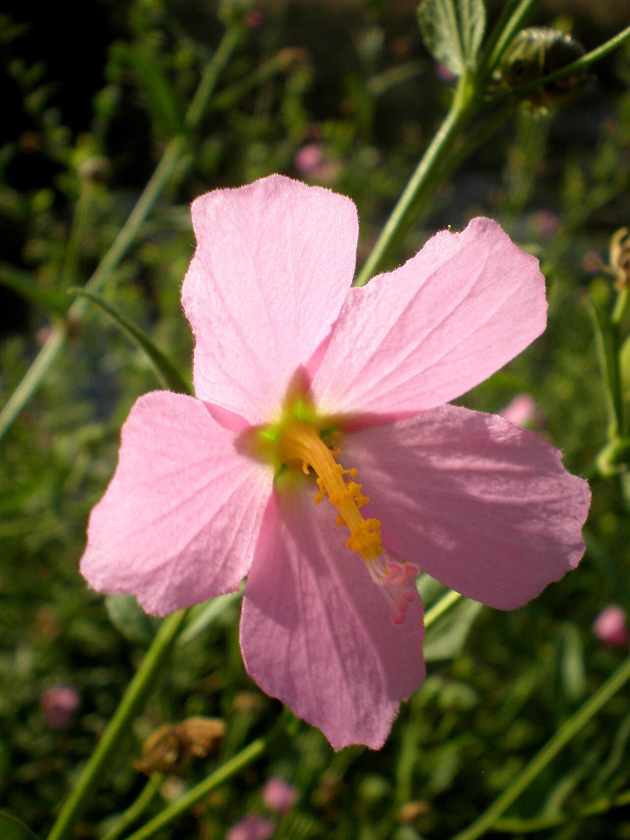 Seashore Mallow (Kosteletzkya pentacarpos) - PlantNative.org Cluster of three pale pink seashore mallow flowers with heart-shaped toothed leaves
