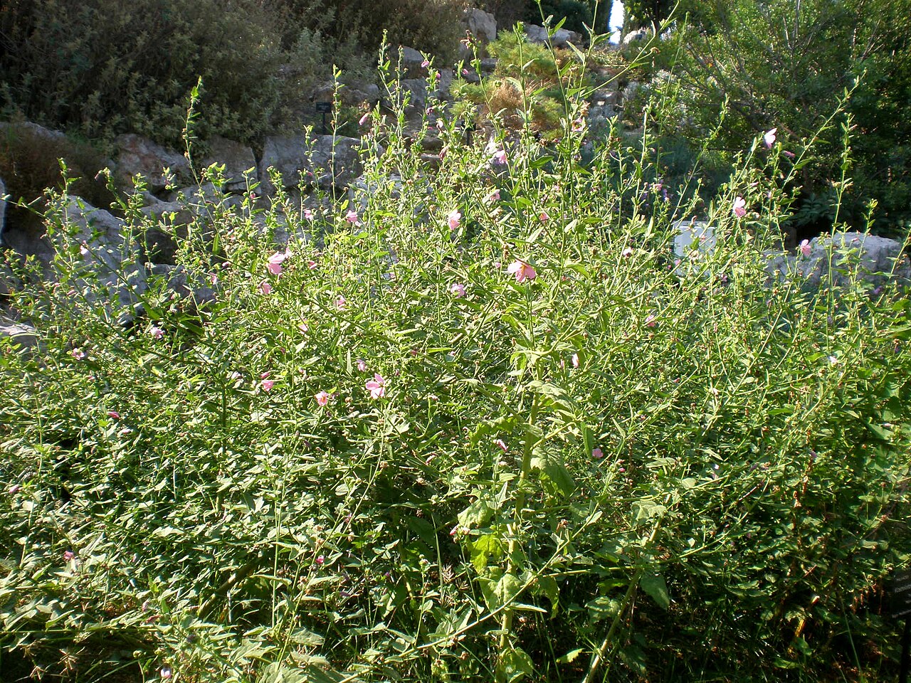 Seashore Mallow (Kosteletzkya pentacarpos) - PlantNative.org Seashore Mallow (Kosteletzkya pentacarpos) bushy perennial covered in pale pink hibiscus-like flowers
