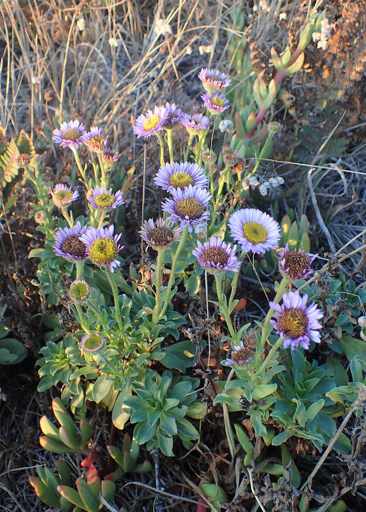 Seaside Daisy (Erigeron glaucus) - PlantNative.org Seaside daisy growing wild in dry, rocky coastal soil near sunset, surrounded by dry grasses and scrub