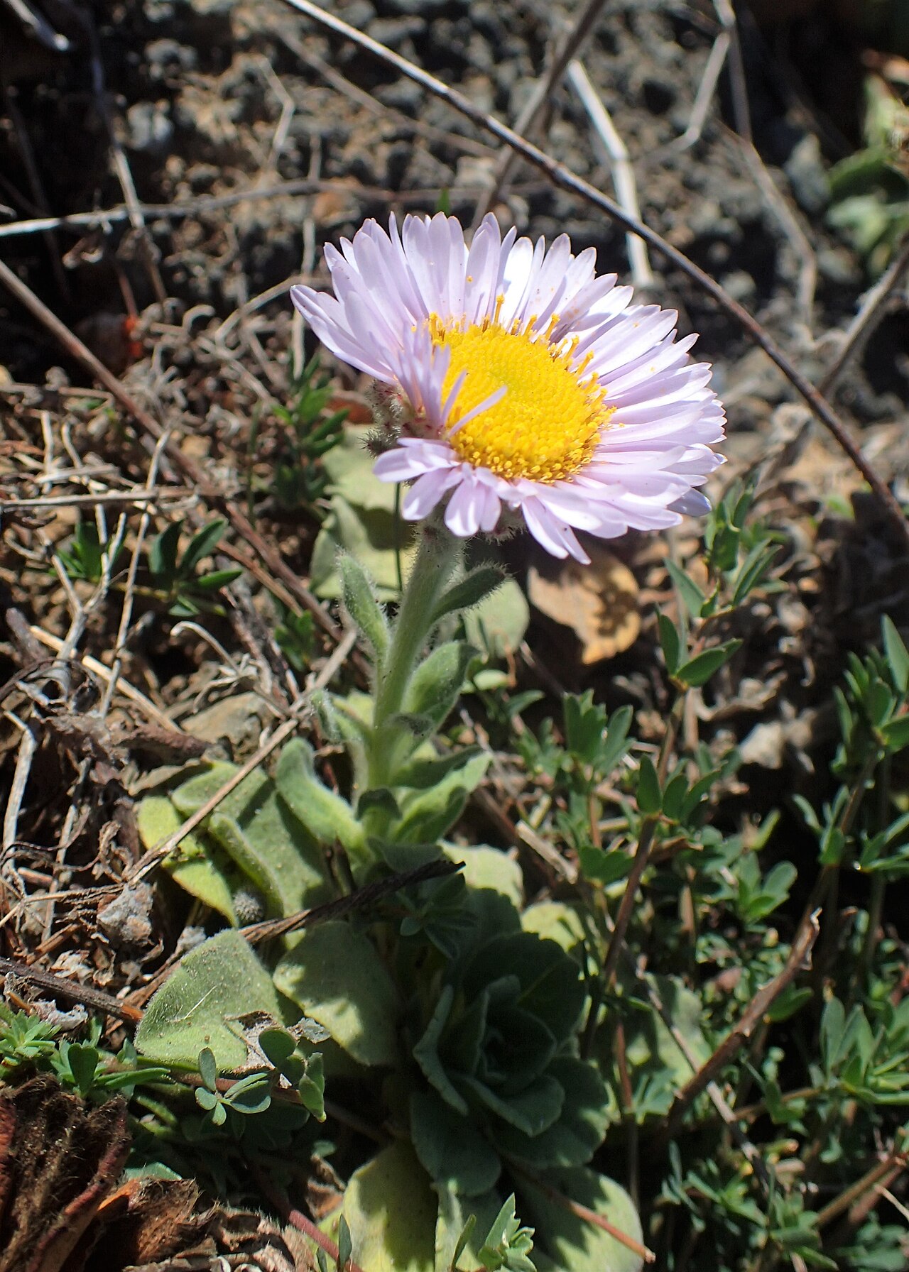Seaside Daisy (Erigeron glaucus) - PlantNative.org Seaside daisy (Erigeron glaucus) clump covered in pale lavender daisy flowers growing in rocky coastal soil