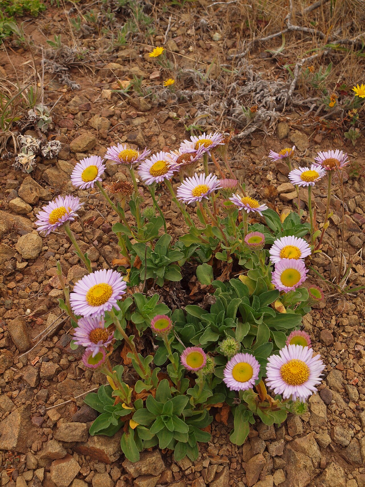 Seaside Daisy (Erigeron glaucus) - PlantNative.org Close-up of a single seaside daisy flower showing lavender ray petals and a yellow central disc