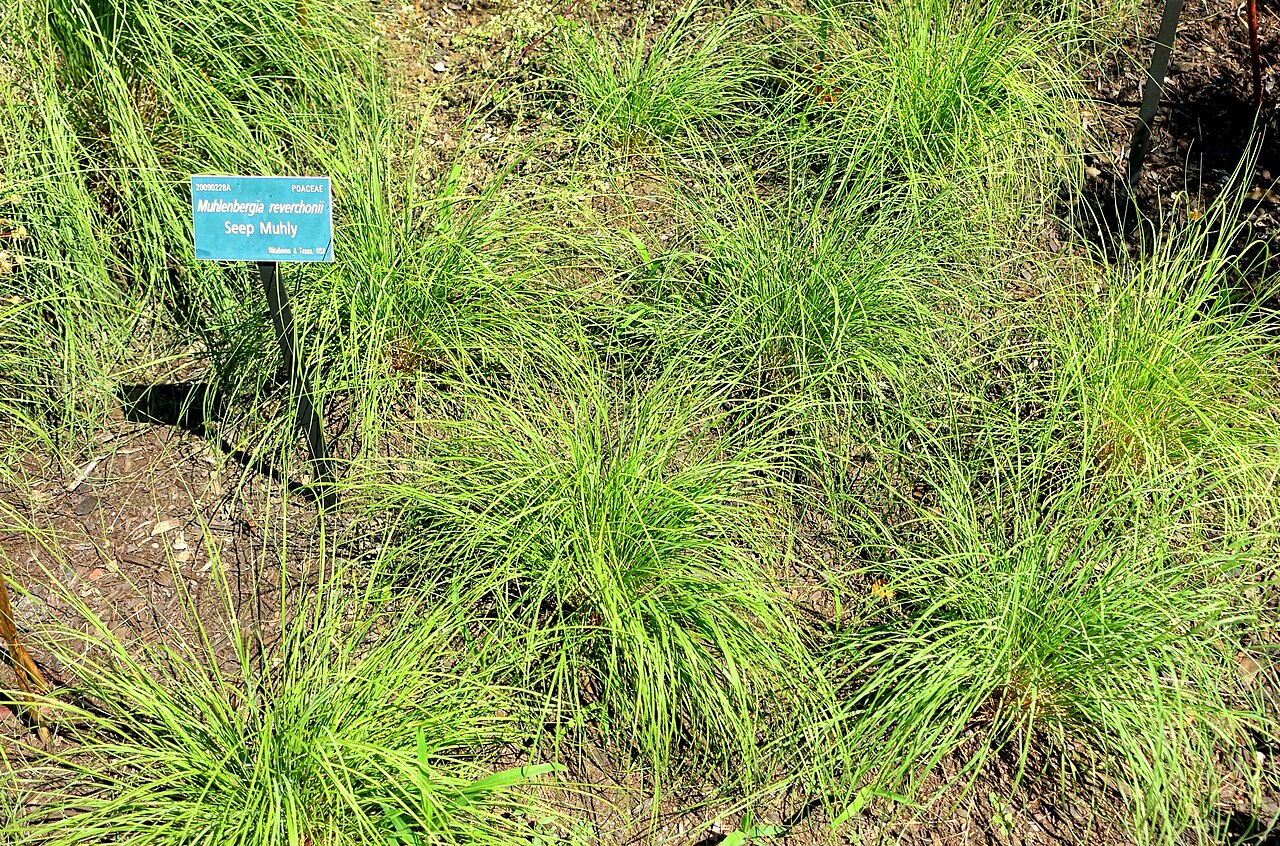Seep Muhly (Muhlenbergia reverchonii) - PlantNative.org Seep muhly (Muhlenbergia reverchonii) growing in dense rounded clumps
