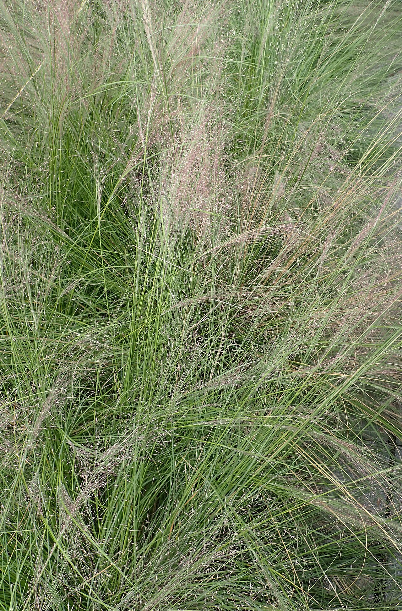 Seep Muhly (Muhlenbergia reverchonii) - PlantNative.org Close-up of seep muhly (Muhlenbergia reverchonii) fine thread-like foliage with developing flower panicles