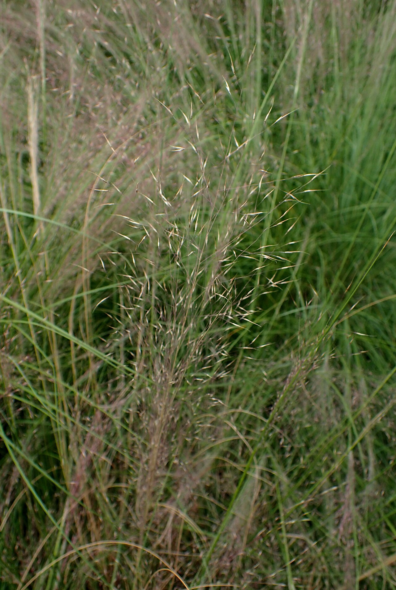 Seep Muhly (Muhlenbergia reverchonii) - PlantNative.org Seep muhly (Muhlenbergia reverchonii) airy flower panicle catching backlight