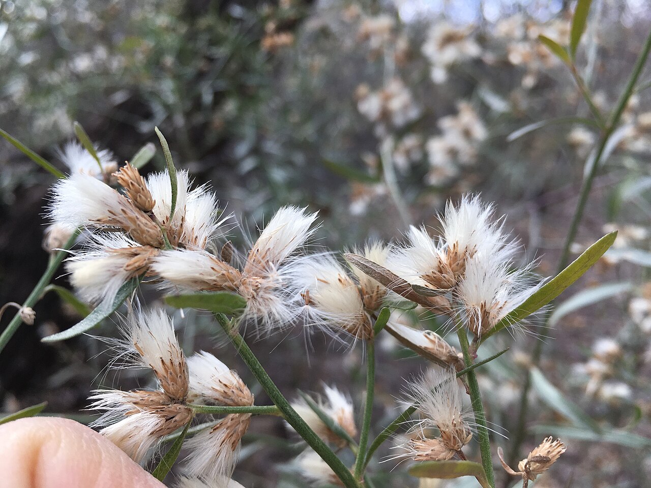 Close-up of Seepwillow (Baccharis salicifolia) flower heads with fluffy white and tan pappus bristles