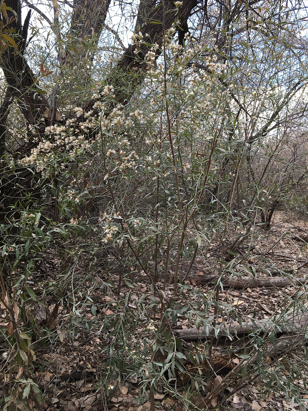 Seepwillow (Baccharis salicifolia)