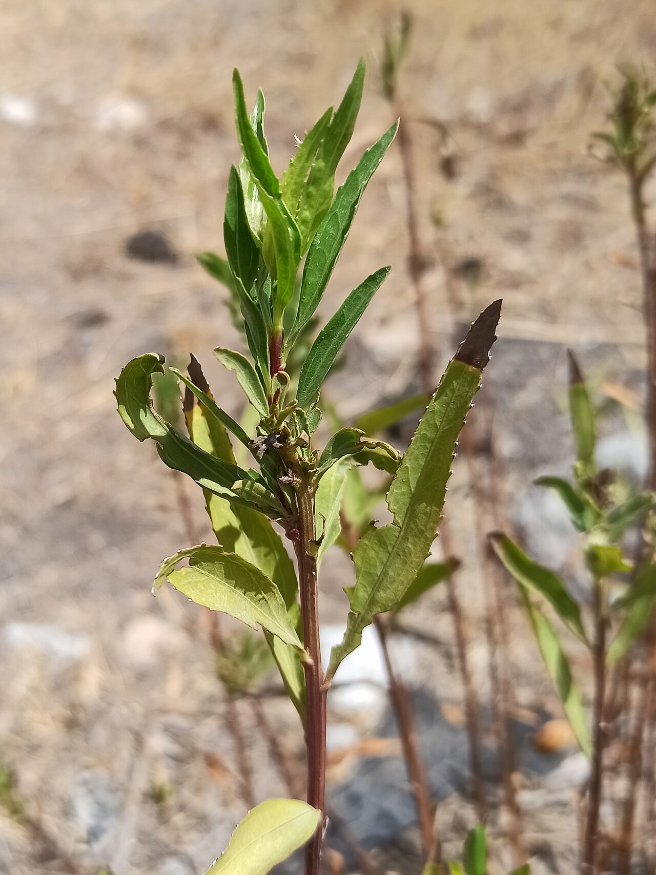 New growth of Seepwillow (Baccharis salicifolia) showing narrow, willow-like toothed leaves