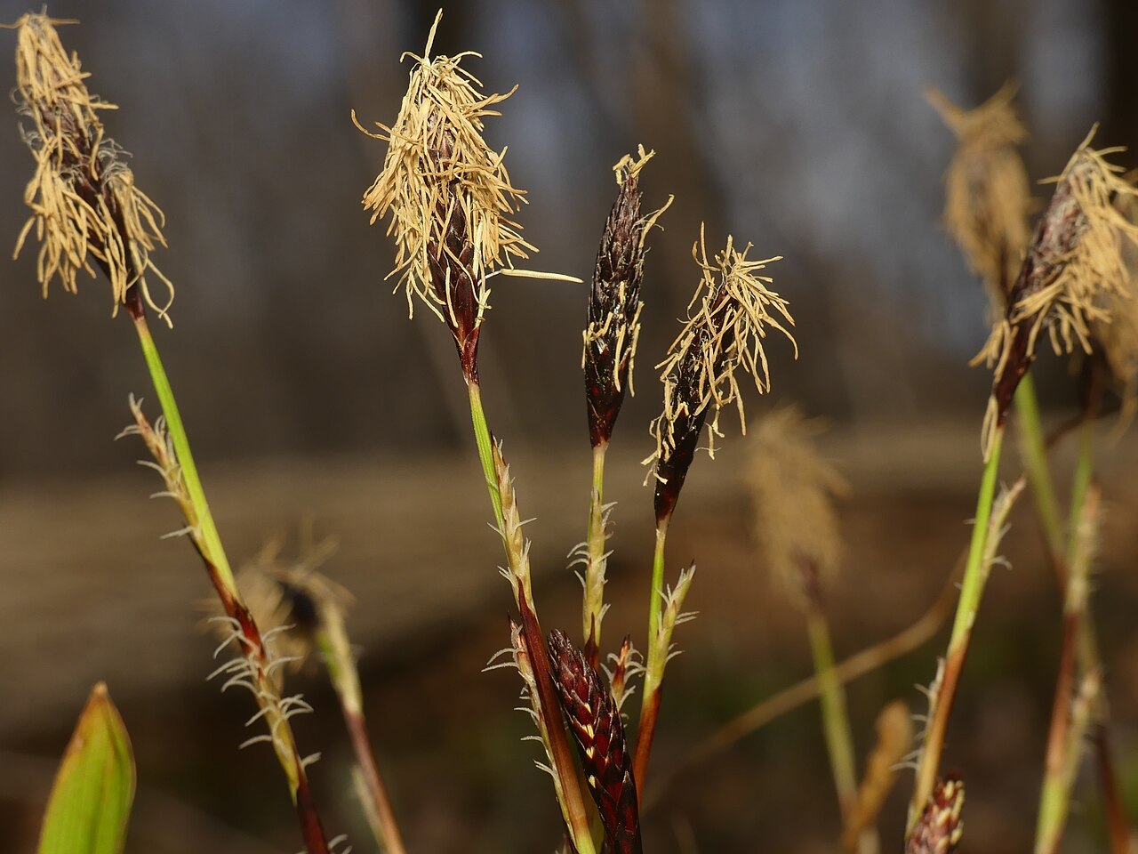 Seersucker Sedge (Carex plantaginea) - PlantNative.org Close-up of Carex plantaginea flowering stems showing deep maroon-red stalks topped with pale tan pollen tassels