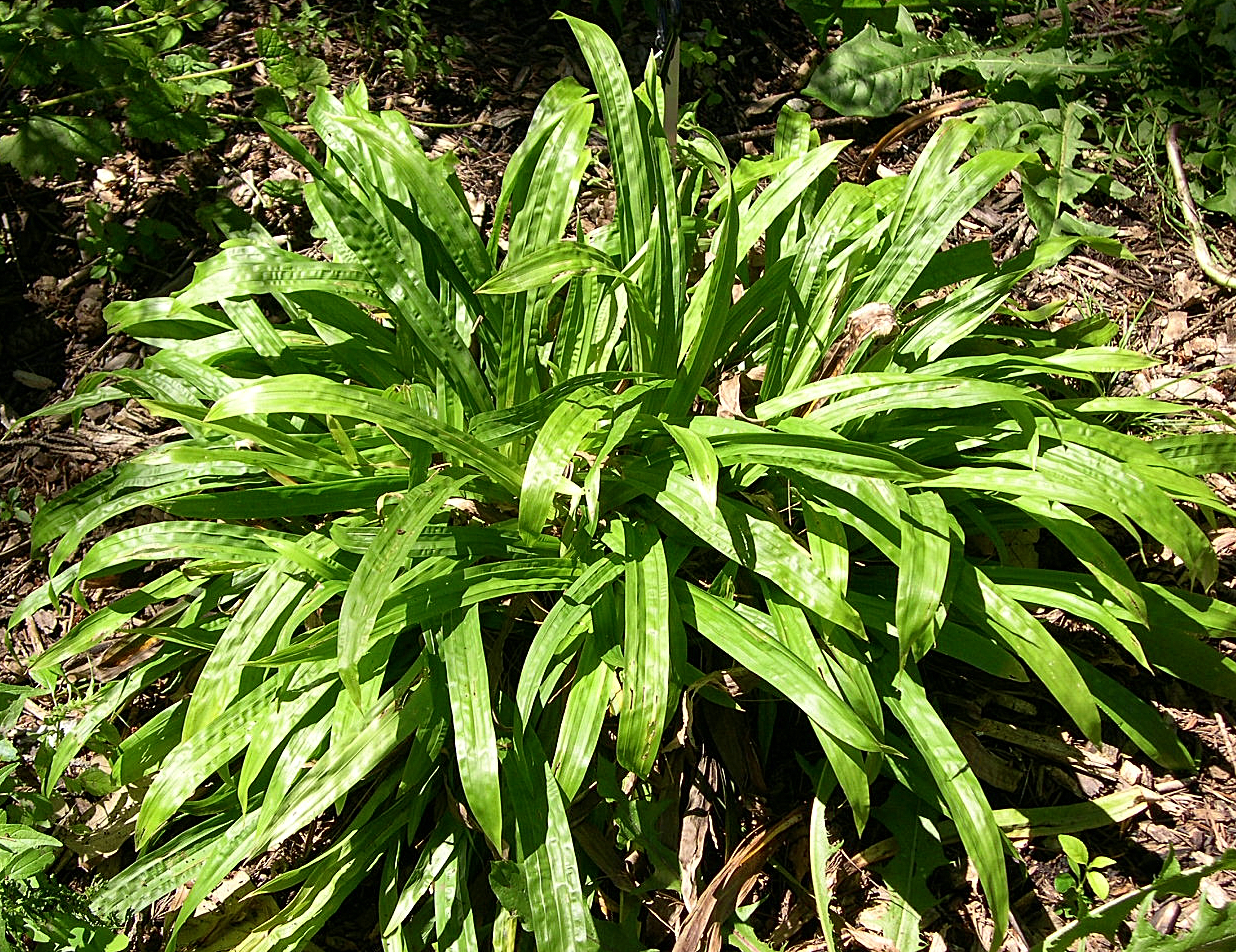 Seersucker Sedge (Carex plantaginea) - PlantNative.org Seersucker Sedge (Carex plantaginea) growing as a mature fountain-shaped clump of wide, puckered, dark green leaves
