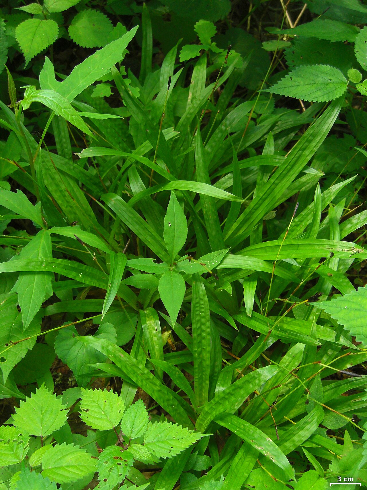 Seersucker Sedge (Carex plantaginea) - PlantNative.org Close-up of wild Carex plantaginea leaves showing the distinctive puckered, seersucker-like surface texture