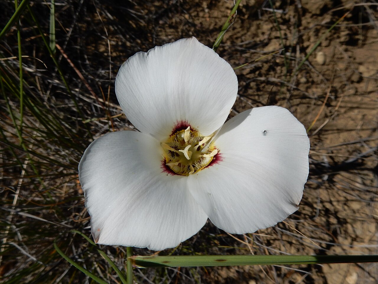 Sego Lily (Calochortus nuttallii) - PlantNative.org Sego lily (Calochortus nuttallii) flower growing among native grasses in open sagebrush habitat