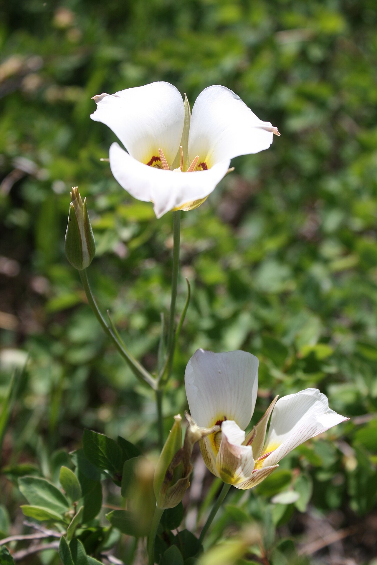 Sego Lily (Calochortus nuttallii) - PlantNative.org Sego lily (Calochortus nuttallii) plant with white, cup-shaped flowers and narrow grass-like leaves growing wild in Utah
