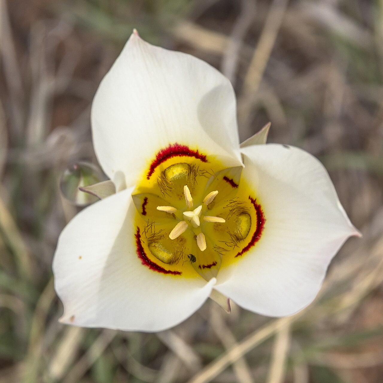 Sego Lily (Calochortus nuttallii) - PlantNative.org Close-up top-down view of a white sego lily (Calochortus nuttallii) flower showing the maroon and yellow nectar-guide markings at the base of each petal