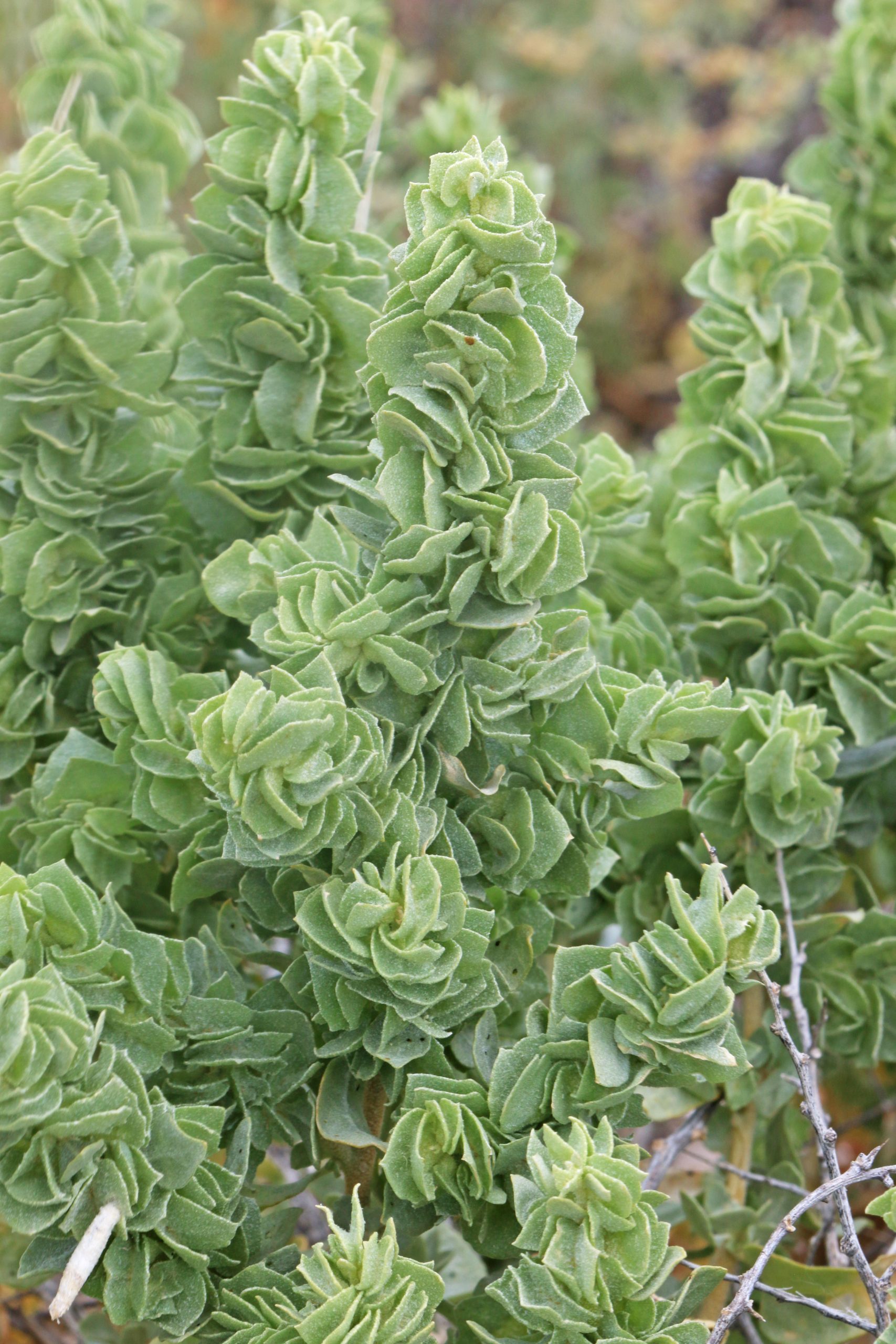 Shadscale (Atriplex confertifolia) - PlantNative.org Close-up of Shadscale (Atriplex confertifolia) scurfy gray-green leaves on a female plant
