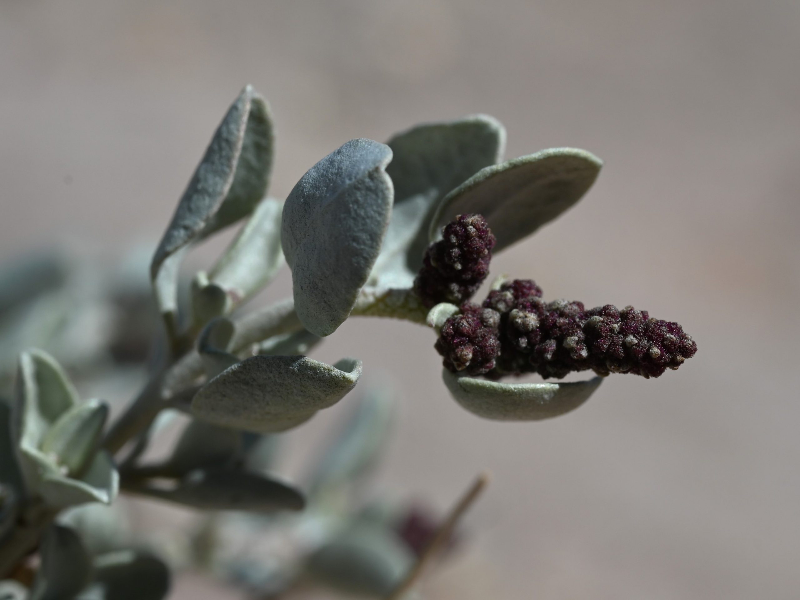 Shadscale (Atriplex confertifolia) - PlantNative.org Shadscale (Atriplex confertifolia) branch with ripening reddish-brown fruiting bracts near Hanksville, Utah