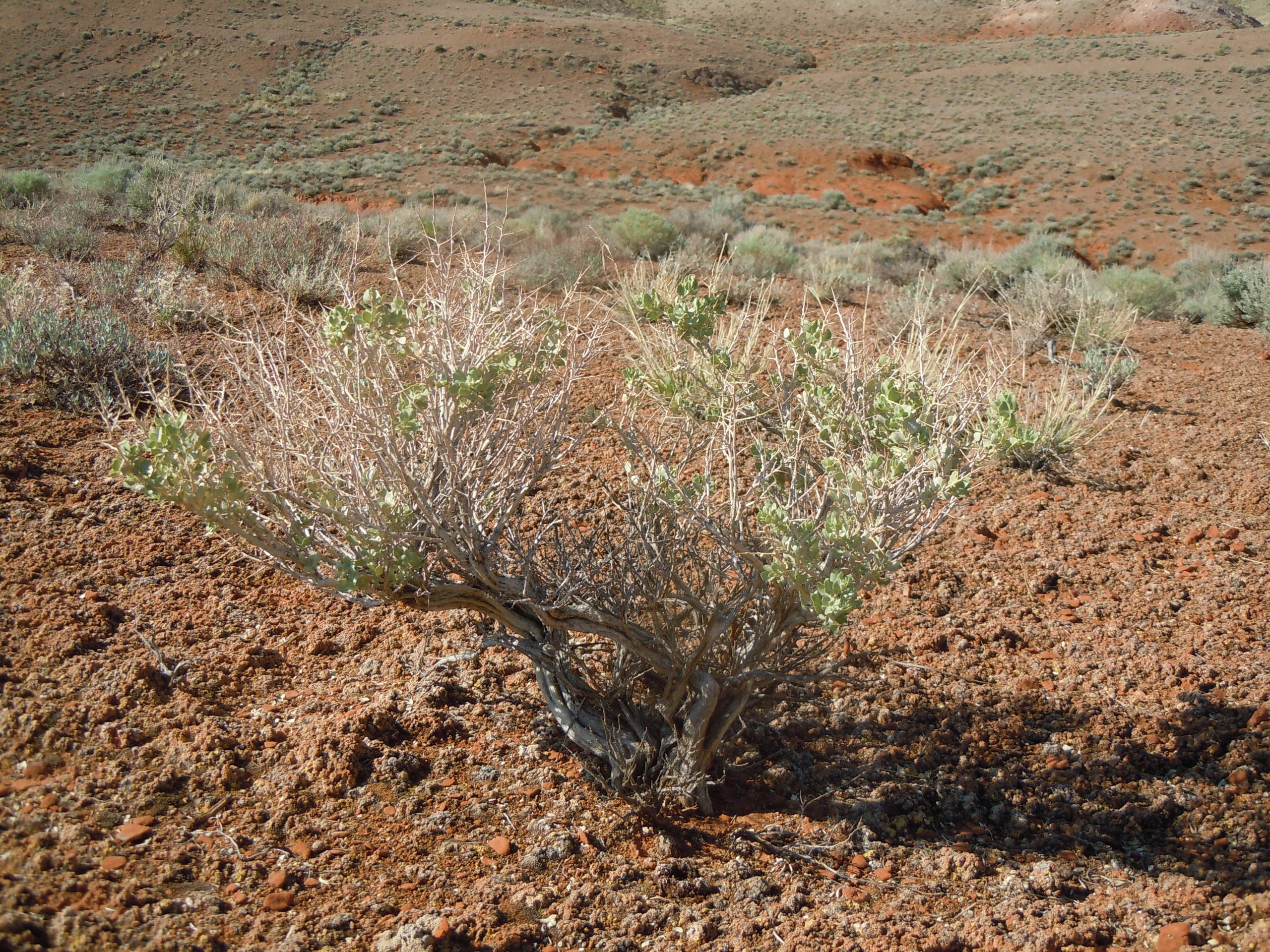 Shadscale (Atriplex confertifolia) - PlantNative.org Mature Shadscale (Atriplex confertifolia) shrub growing in red desert soil among sparse Great Basin vegetation