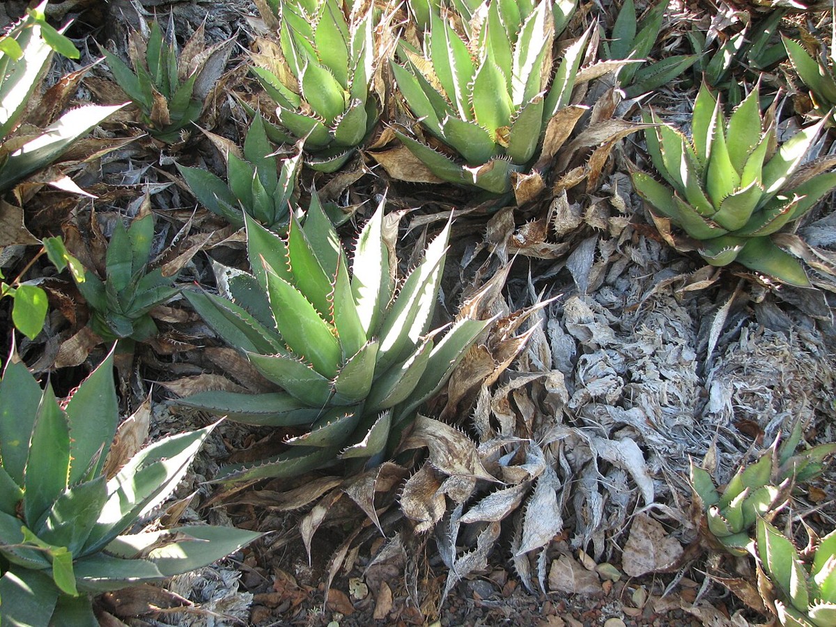 A colony of Shaw's agave (Agave shawii) rosettes of varying sizes clustered together on a rocky slope