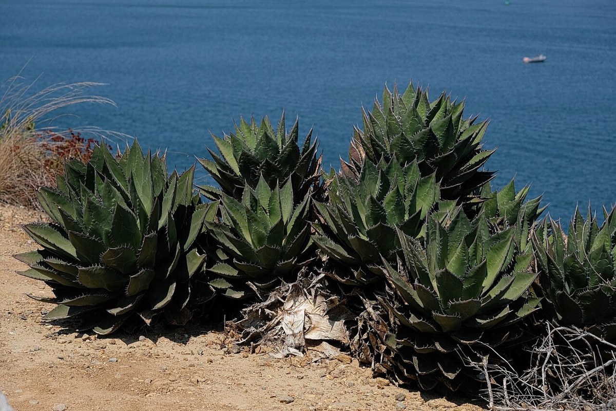 Shaw's agave (Agave shawii) rosettes growing on a rocky coastal slope in Baja California