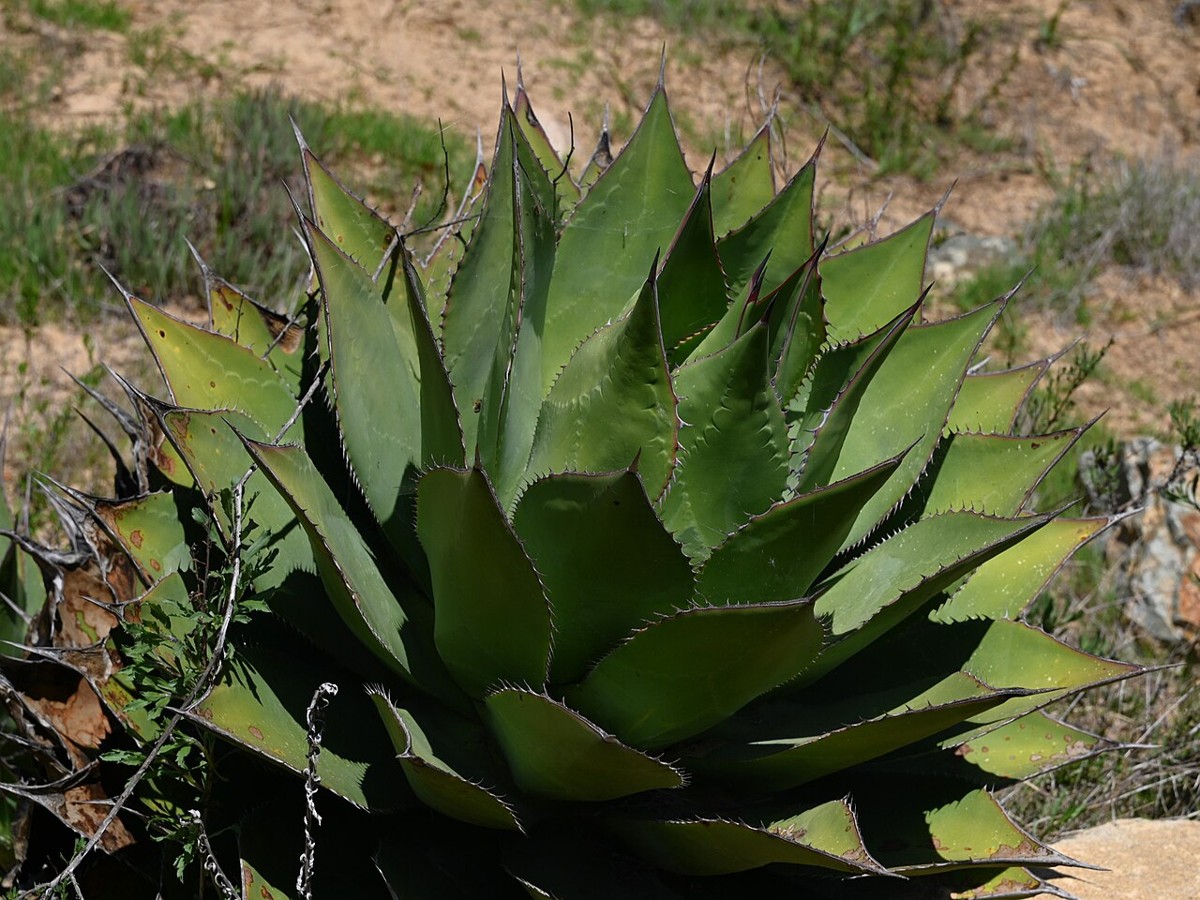 A large rosette of Shaw's agave (Agave shawii) with broad, blue-green, spine-margined leaves
