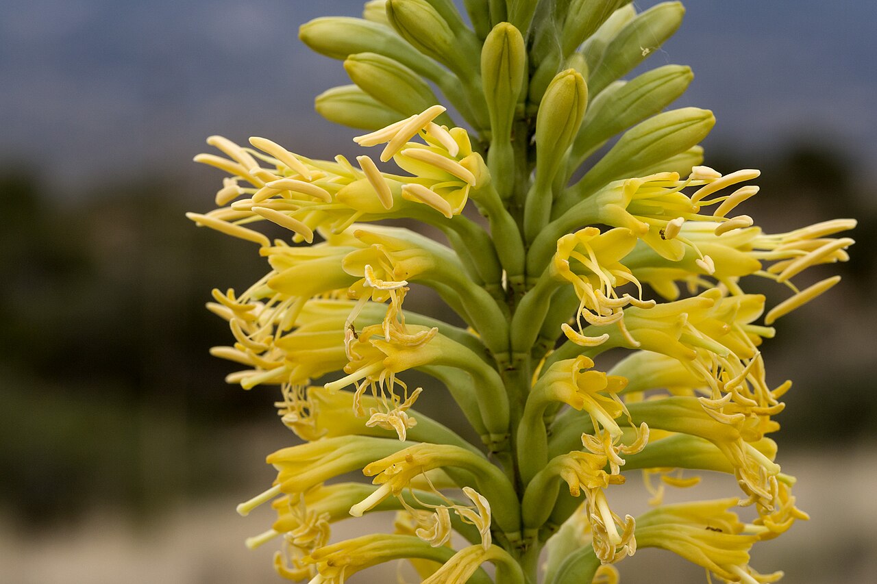 Shin-dagger Agave (Agave schottii) - PlantNative.org Close-up of Shin-dagger Agave flower spike showing clusters of pale yellow tubular flowers
