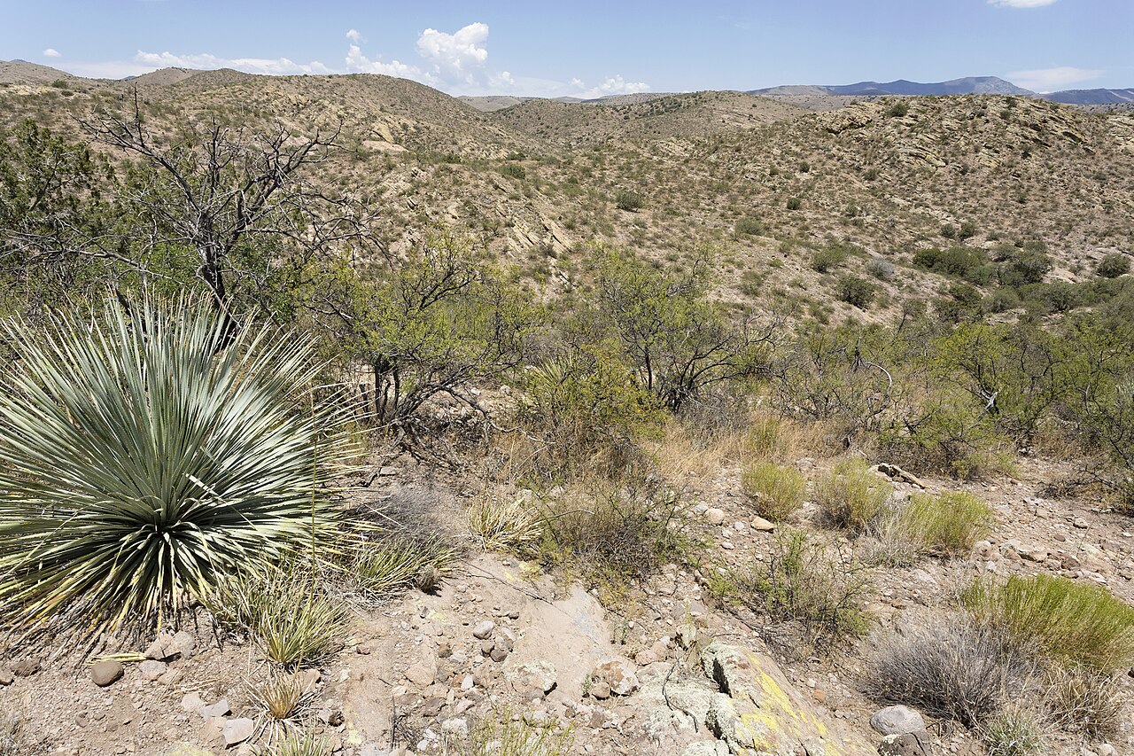 Shin-dagger Agave (Agave schottii) - PlantNative.org Shin-dagger Agave growing on a rocky desert grassland slope in Cochise County, Arizona, with mountains in the background