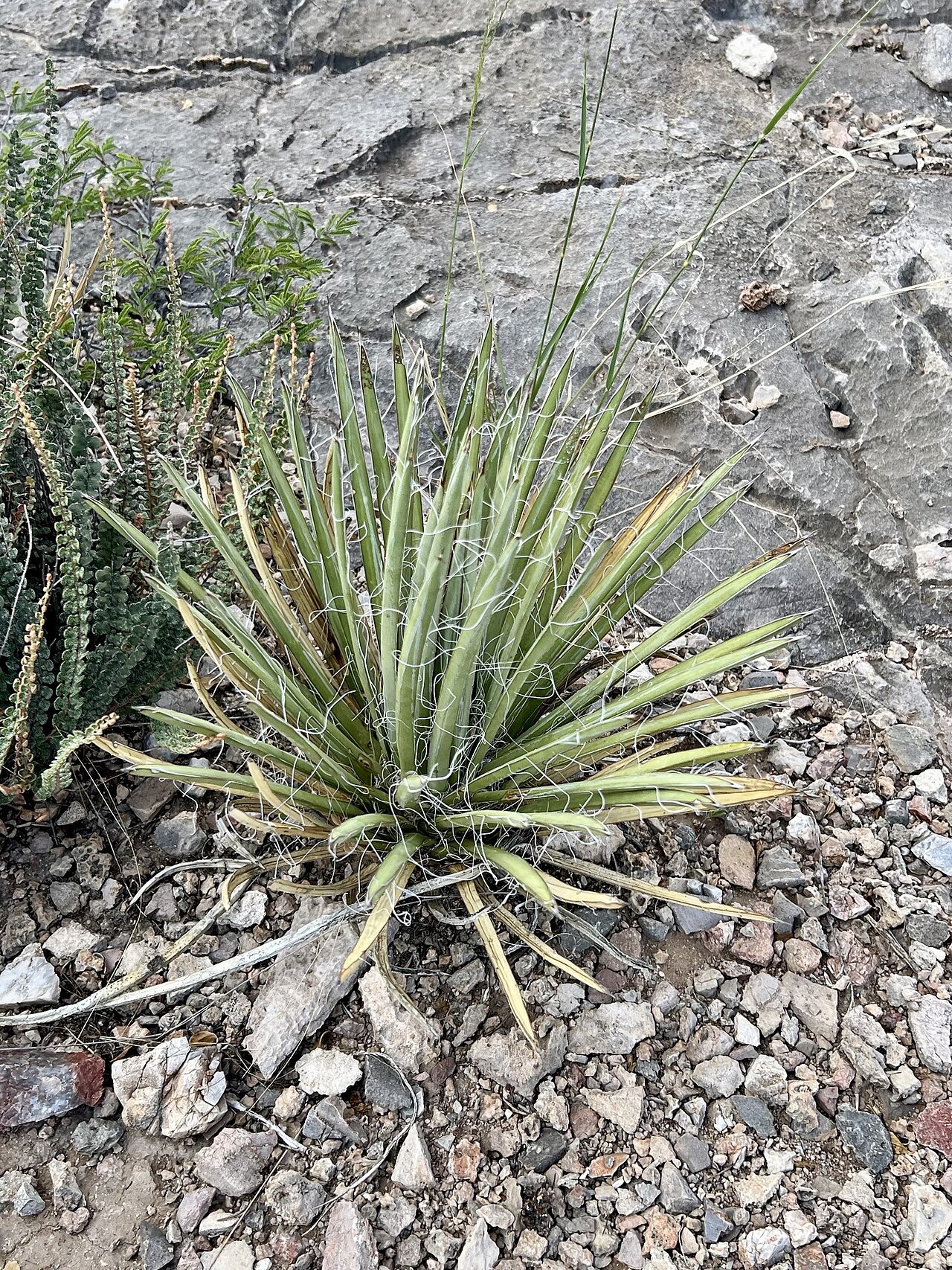 Shin-dagger Agave (Agave schottii) - PlantNative.org Shin-dagger Agave (Agave schottii) rosette of narrow, spine-tipped leaves with curling white marginal fibers, growing among rock