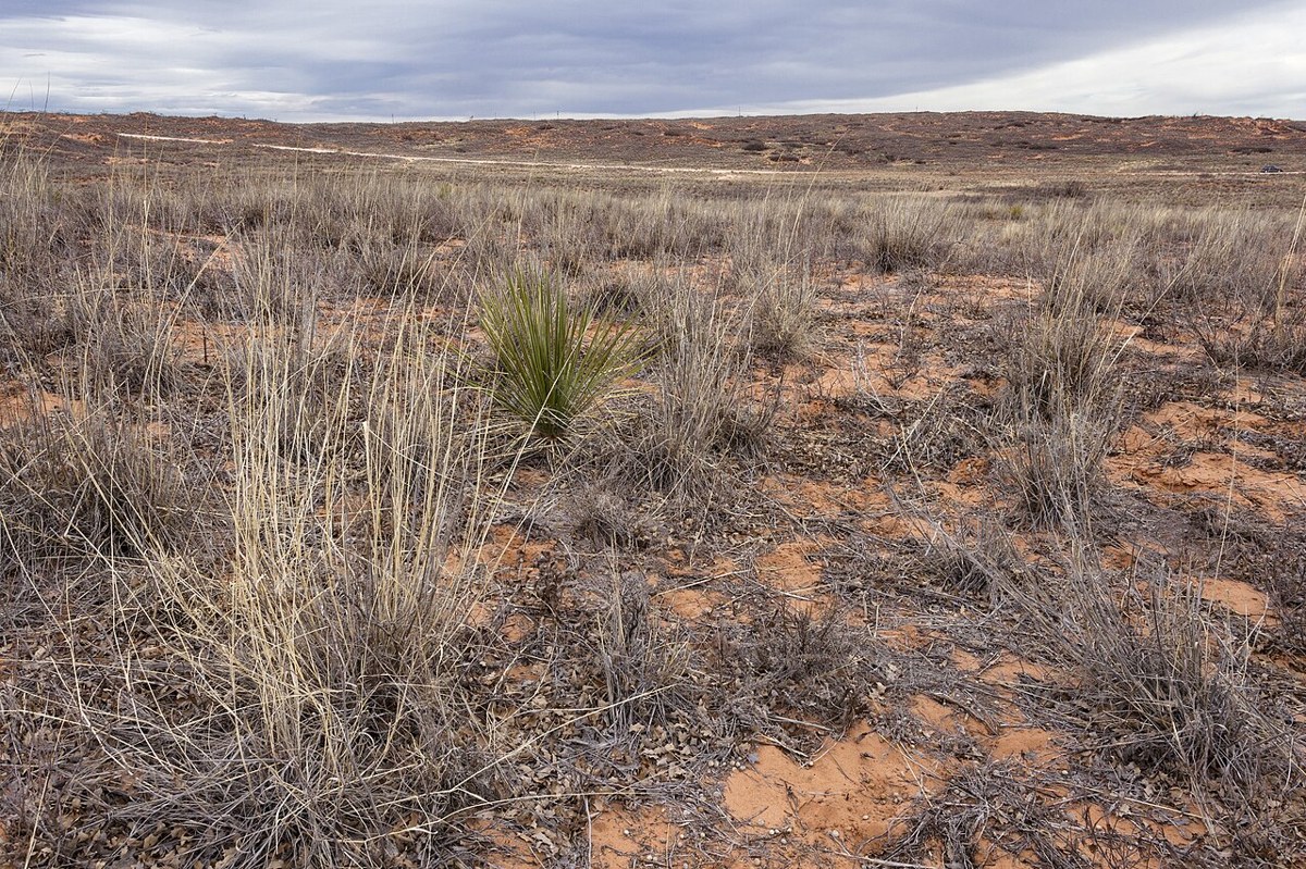 Shin Oak (Quercus havardii) - PlantNative.org Sandy dune rangeland habitat near Mescalero Sands, New Mexico, where Shin Oak forms extensive low thickets