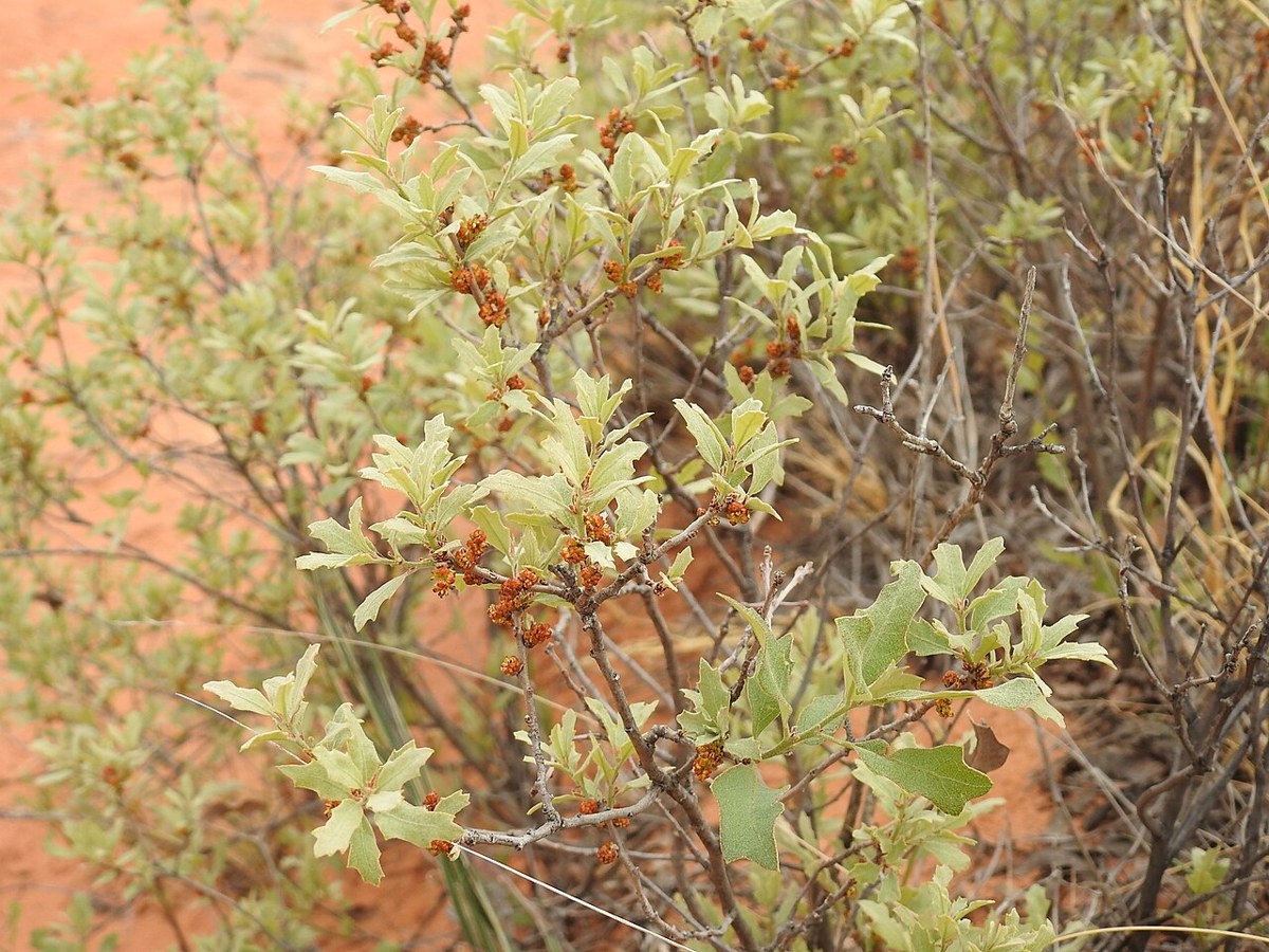 Shin Oak (Quercus havardii) - PlantNative.org Shin Oak (Quercus havardii) low shrub with pale green lobed leaves and small reddish catkins, Eddy County, New Mexico