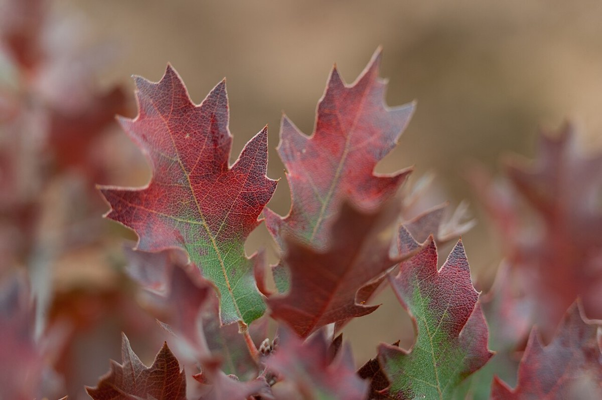 Shin Oak (Quercus havardii) - PlantNative.org Close-up of Shin Oak (Quercus havardii) lobed leaves showing deep red and green fall coloration